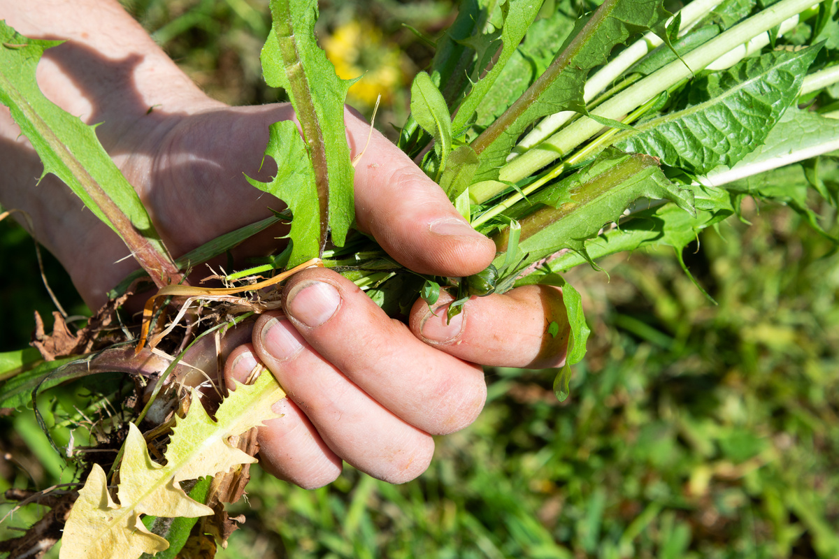 Summer works in the garden. Weeding weeds